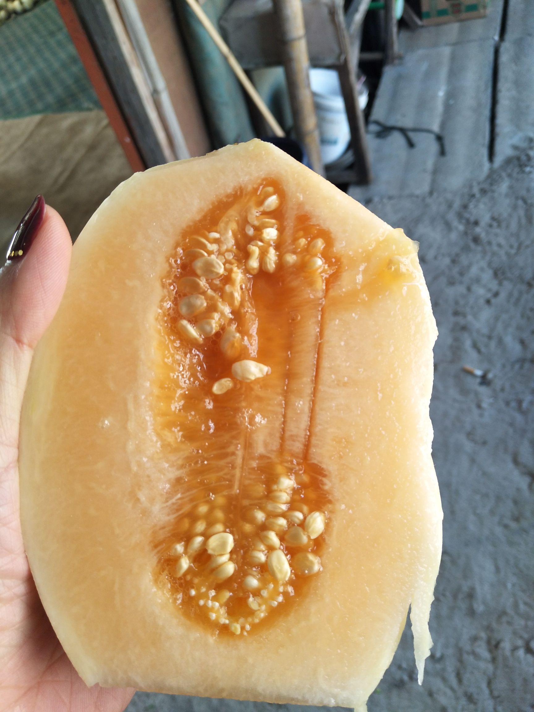 东方蜜甜瓜  东方蜜一号 三门，椒江甜瓜 小白瓜 小蜜 香瓜