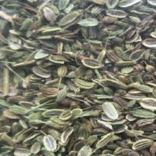 依安县防风种子 