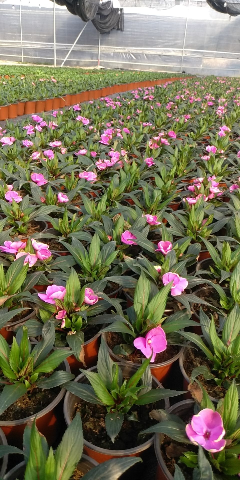 凤仙花 新几内亚凤仙