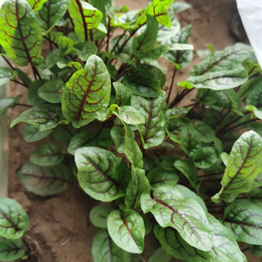 寿光市生菜种子  红脉酸膜种子 西餐摆盘点缀沙拉蔬菜红丝红柄酸膜叶