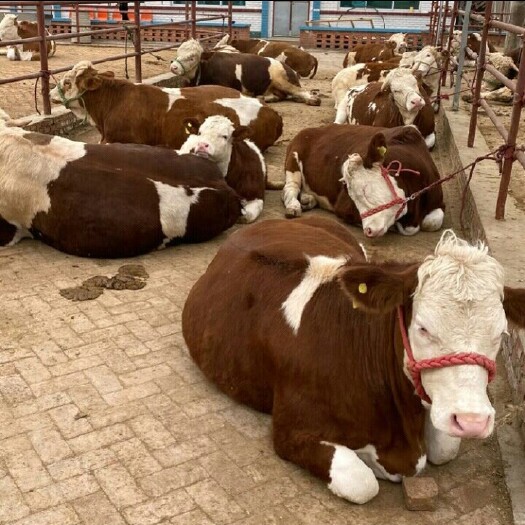 天水肉牛 西门塔尔