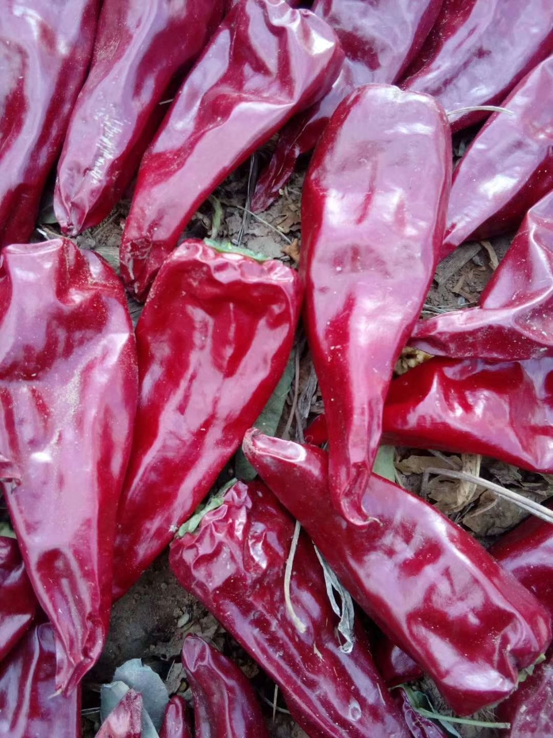 北京红干辣椒 大量供应北京红，二荆条，高辣小辣椒等干辣椒及各种花皮。