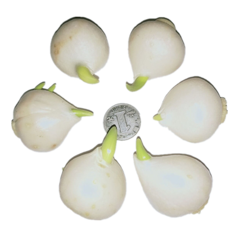 郁金香切花  荷兰郁金香种球 适合南北方种植 成活率高