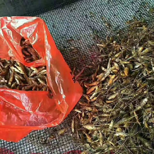 洞口县山坑鱼仔 3-6个月 