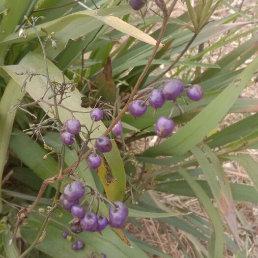 灵山县山菅兰 新鲜现摘山管兰
