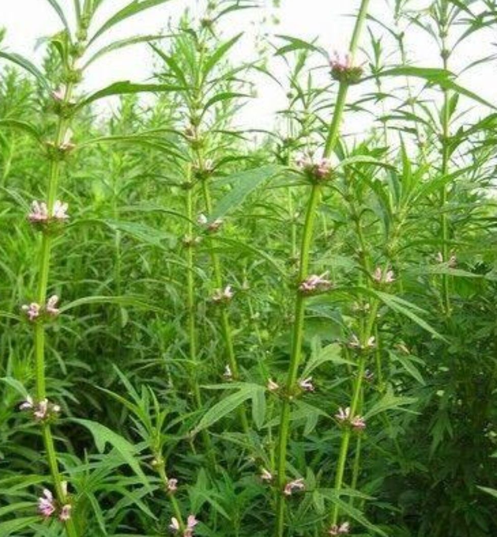 安国市出售新产益母草种子 益母草籽 一年生 春秋播种 种植简单