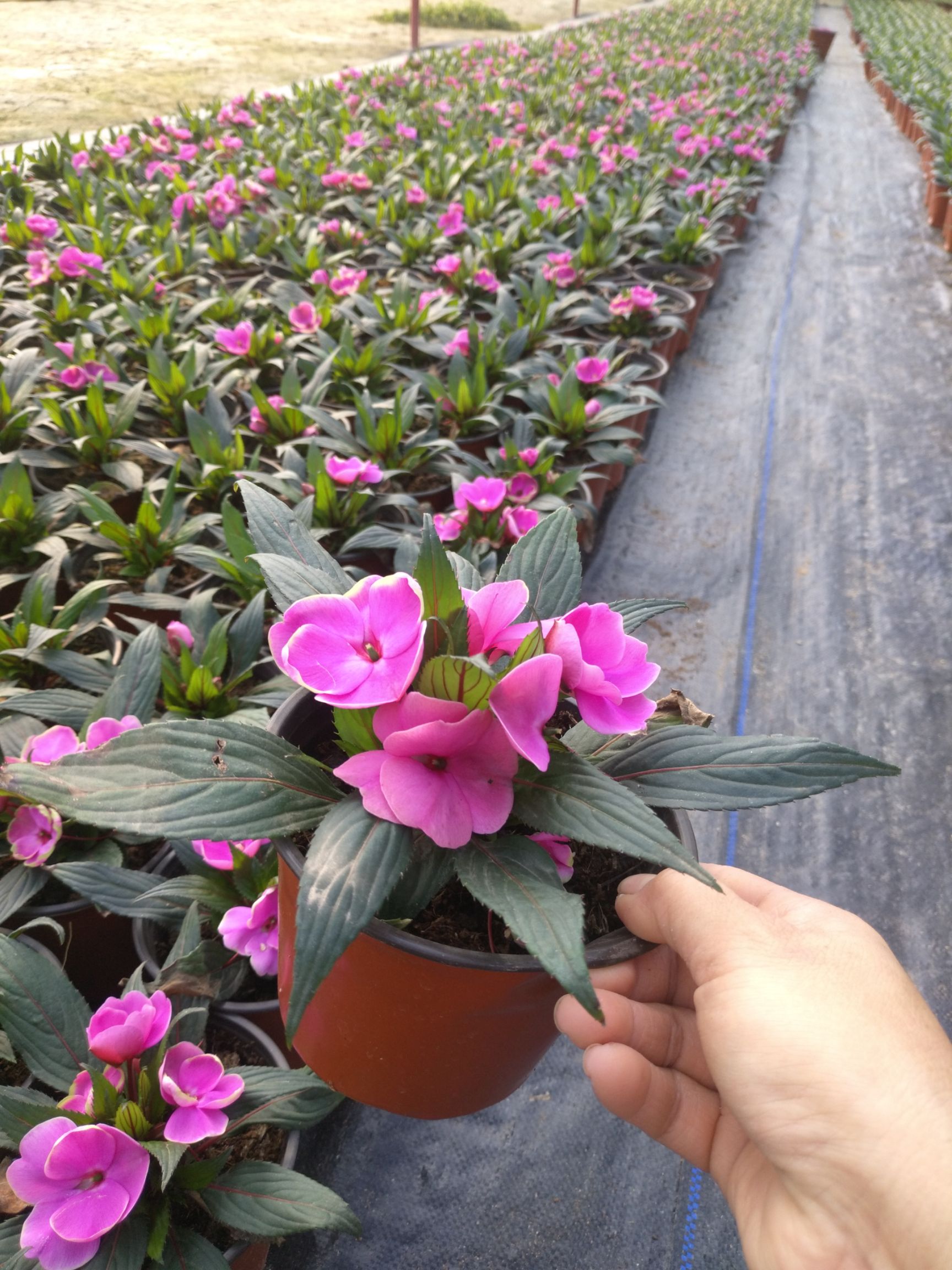 凤仙花 新几内亚凤仙