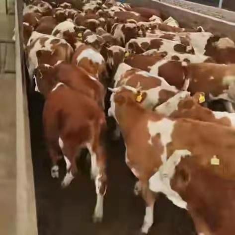  繁殖基地现售大小肉牛好品种好饲养