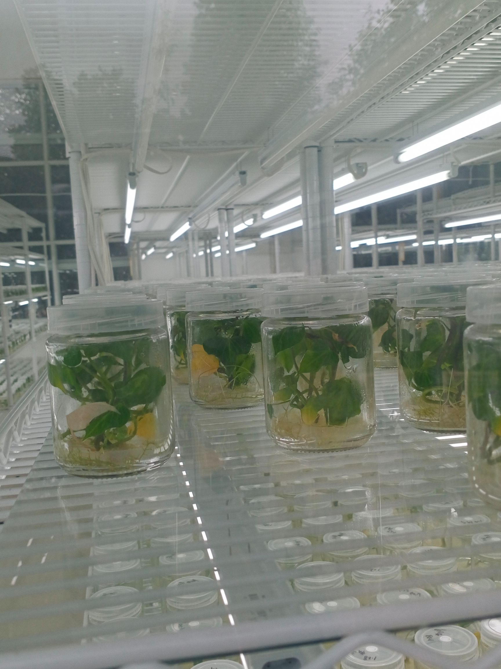 红薯苗  大量供应试管脱毒苗，温棚冷棚剪苗，大田扩繁苗