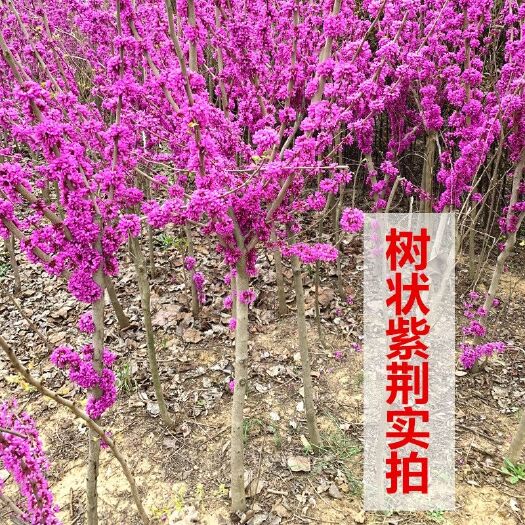 红花紫荆  紫荆花树苗【速生生长速度快】适合南北方种植