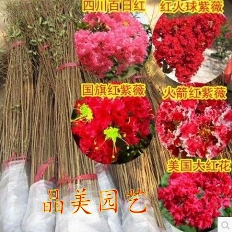 红花紫薇  红火箭紫薇苗【速生生长速度快】适合南北方种植成活