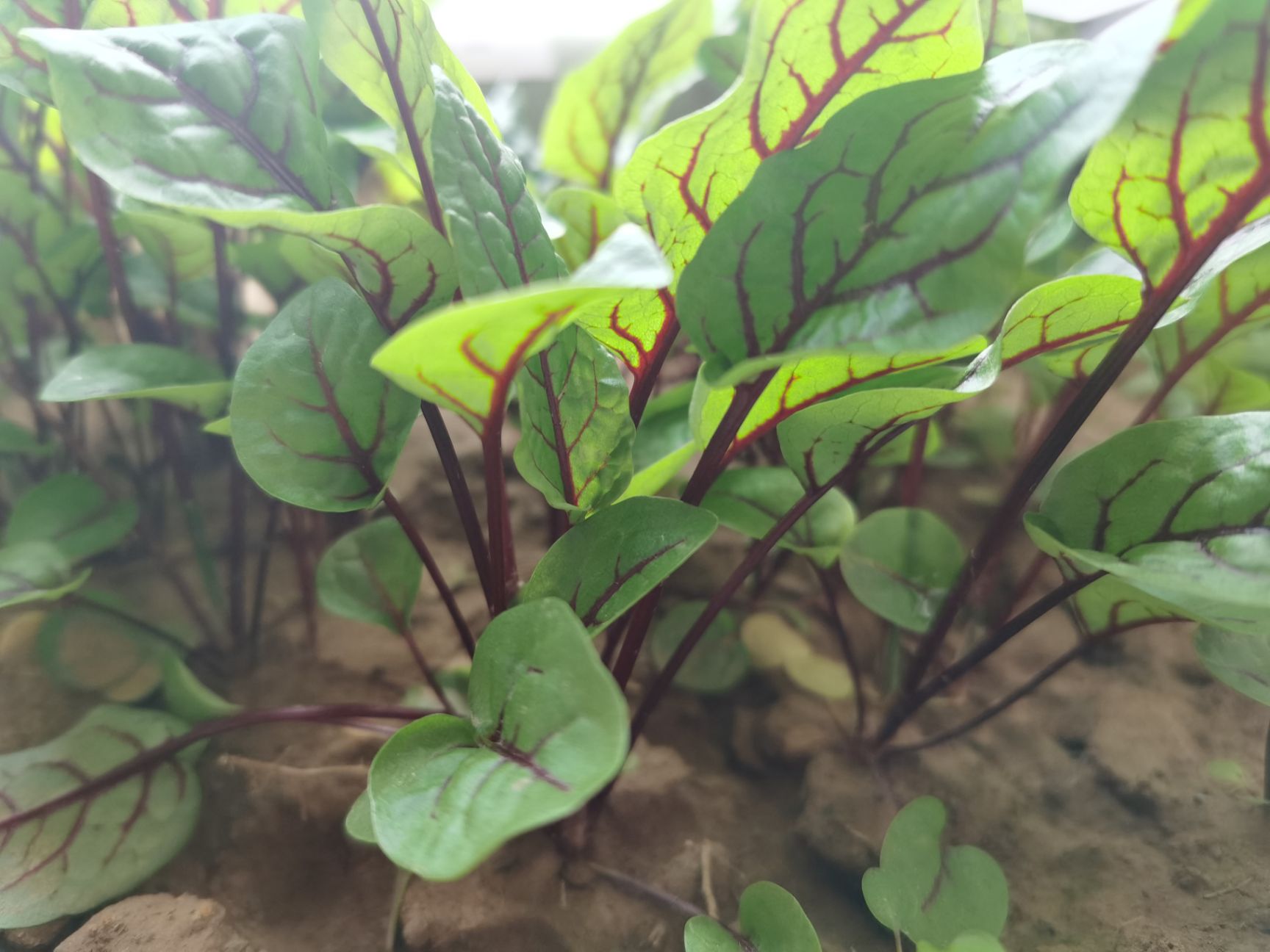 生菜种子  红脉酸膜种子 西餐摆盘点缀沙拉蔬菜红丝红柄酸膜叶