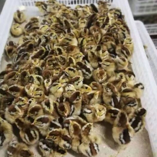 大方县瑶鸡苗 瑶鸡