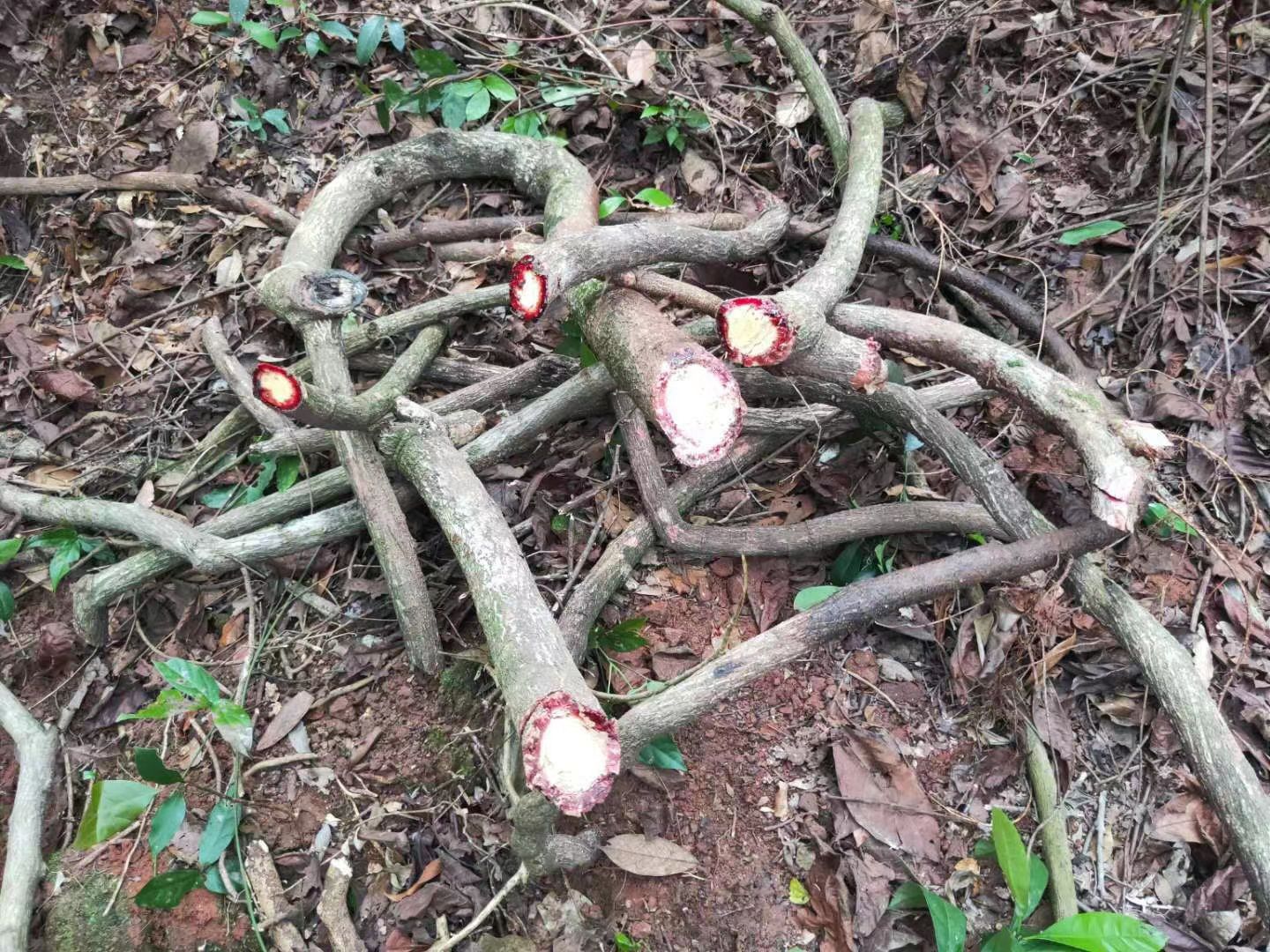  新鲜现摘鸡血藤