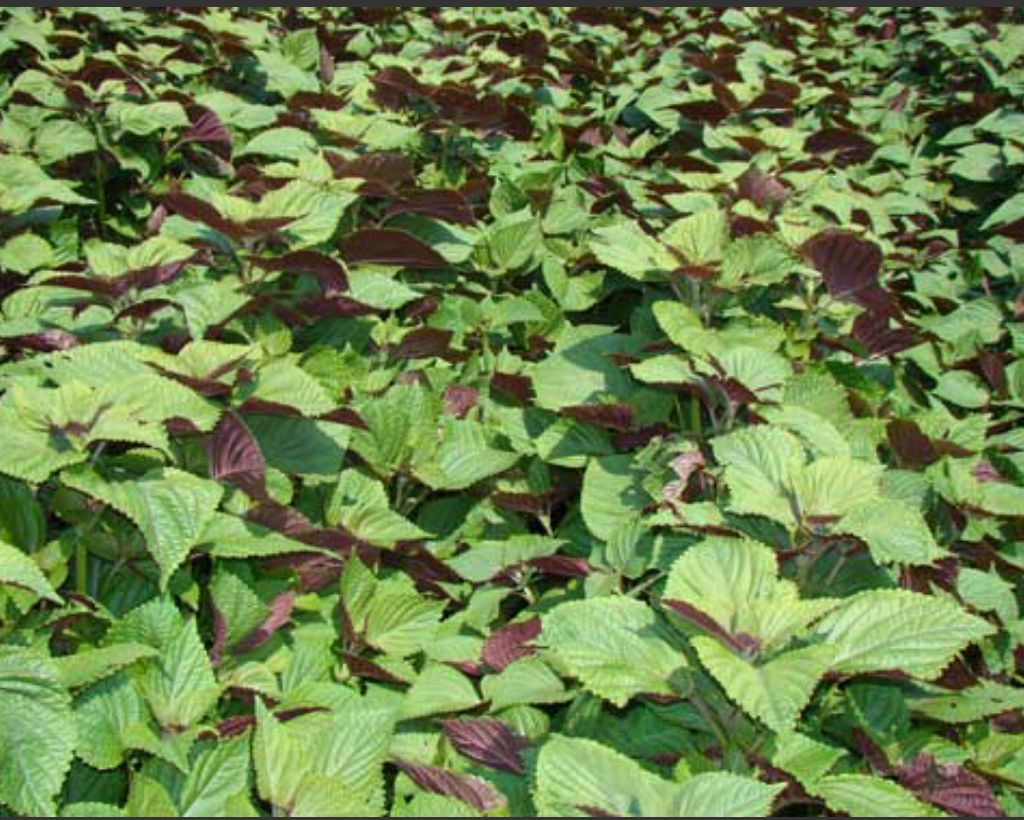 出售新产单面紫苏种子 双面紫苏种子 紫苏籽 ，多购包邮！