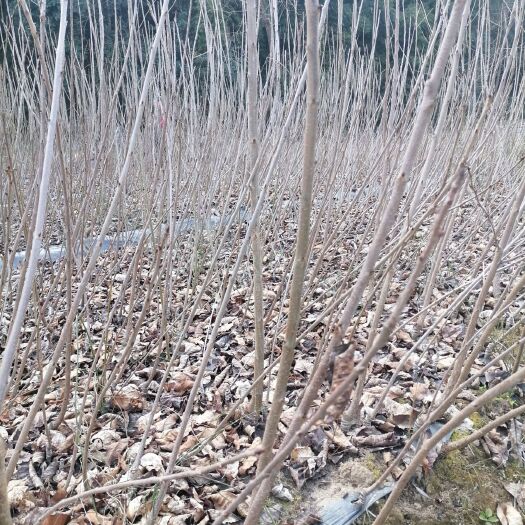 苍溪县红灯樱桃苗 嫁接苗 裸根苗