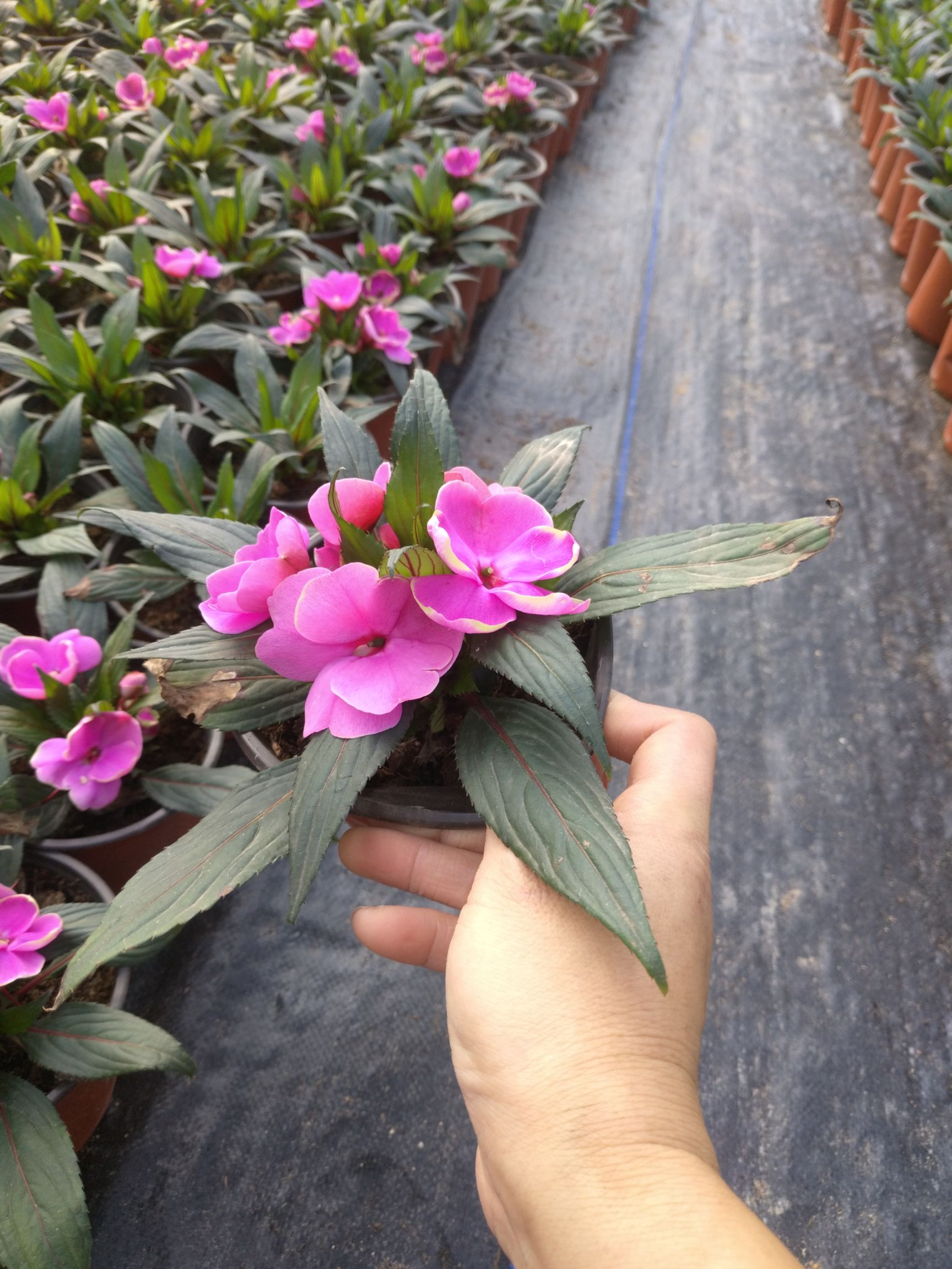 凤仙花 新几内亚凤仙