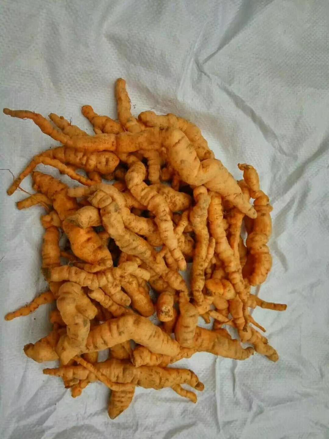 地黄种苗 地黄栽子，地黄种子，地黄种植技术