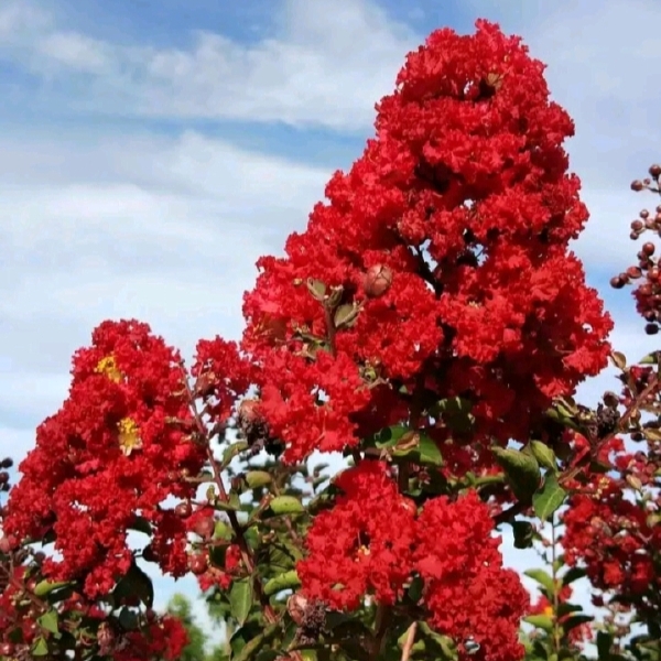 红花紫薇  红火箭紫薇苗【速生生长速度快】适合南北方种植成活