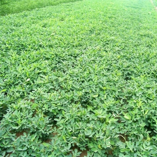 南阳白沙系列  白沙通米，精装米7个色，8个色，9个色以上精装米，油料米……