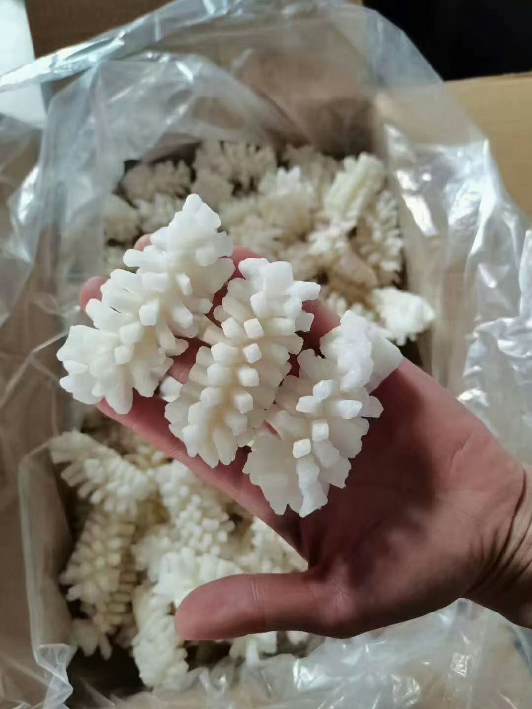 鱿鱼花目鱼花