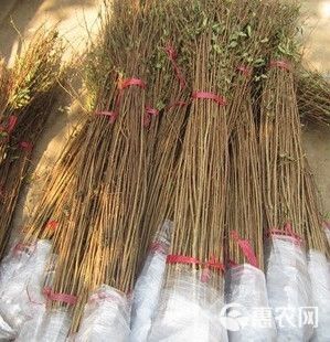 红花紫薇  红火箭紫薇苗【速生生长速度快】适合南北方种植成活