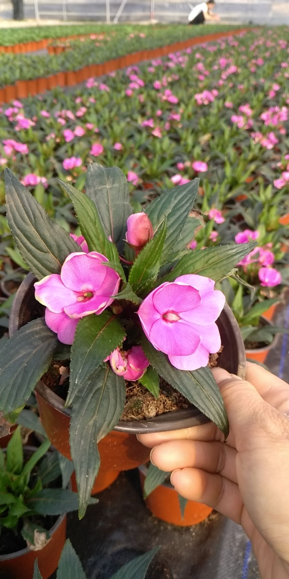 凤仙花 新几内亚凤仙