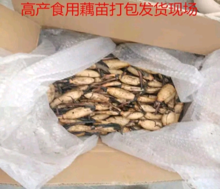 太空36号莲藕种苗  面藕 脆藕新品种吃口感好  成活高