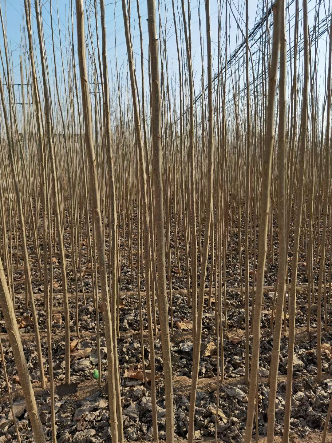 无絮杨，3804/2025/101