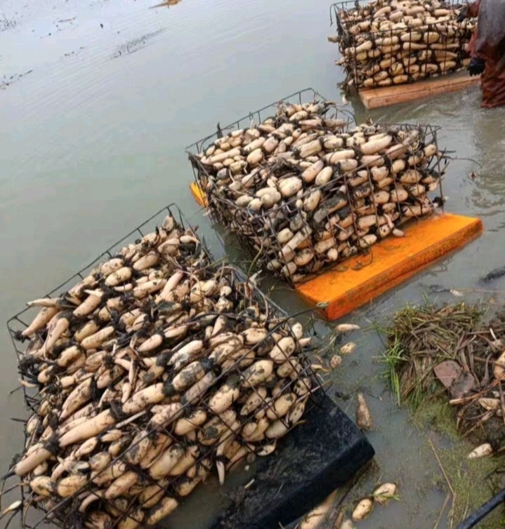 太空36号莲藕种苗  面藕 脆藕新品种吃口感好  成活高