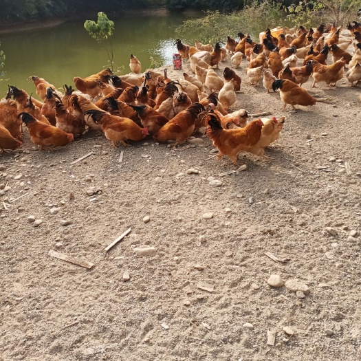 博罗县土鸡  家养！稻谷喂养！纯土货！六个月以上！