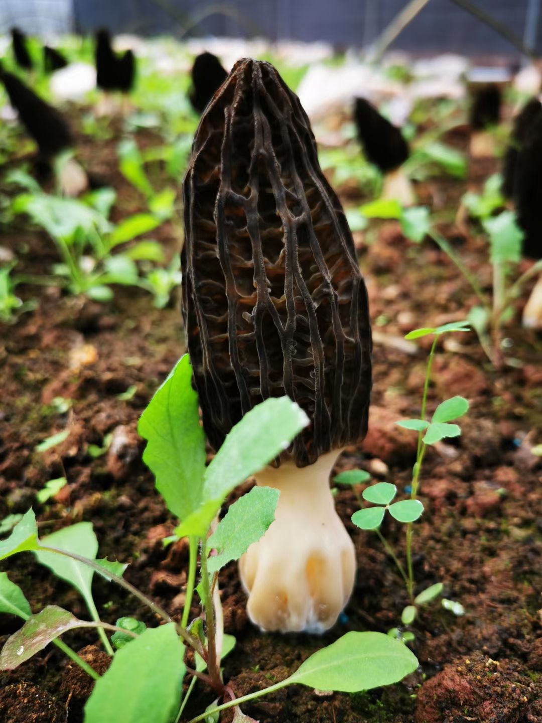 新鲜羊肚菌