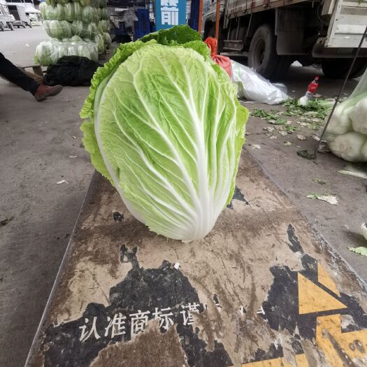 富川县青杂三号白菜  广西贺州富川青杂大白菜，一手货源充足，产地直供。
