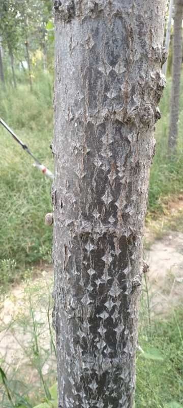 冠县白杨一号 大量出售，白杨，树