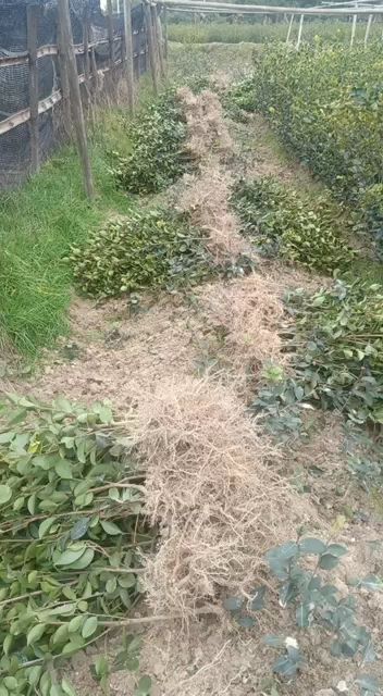 长林4号40号53号3号  长林系列油茶嫁接苗苗子粗壮根糸好