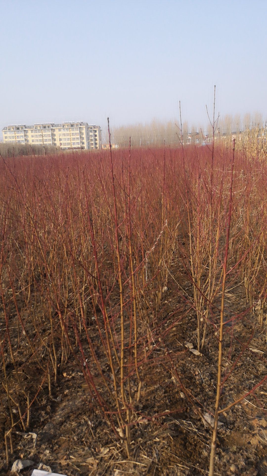 中油蟠9号桃苗  早熟油潘桃品种自花受粉，不裂果及丰产，口感一流