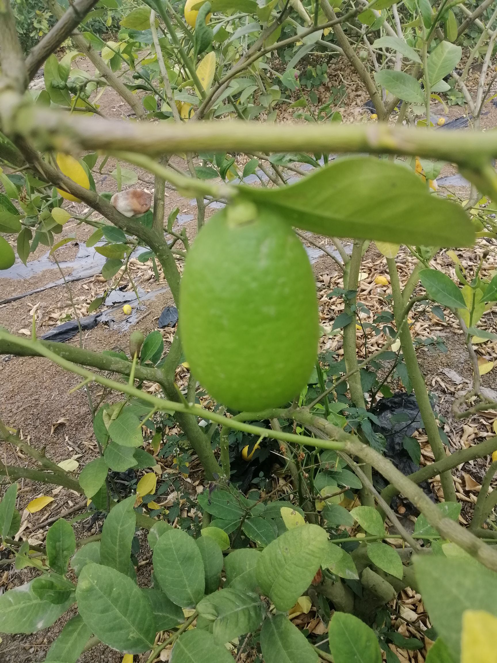 香水柠檬长香水柠檬奶茶店专用大量供应