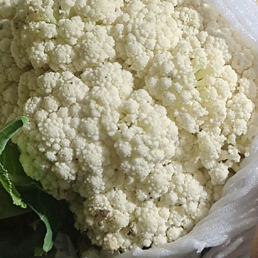 邯郸白花菜花  常年供应有机菜花  质量好价格低 欢迎全国各地老板前来采购