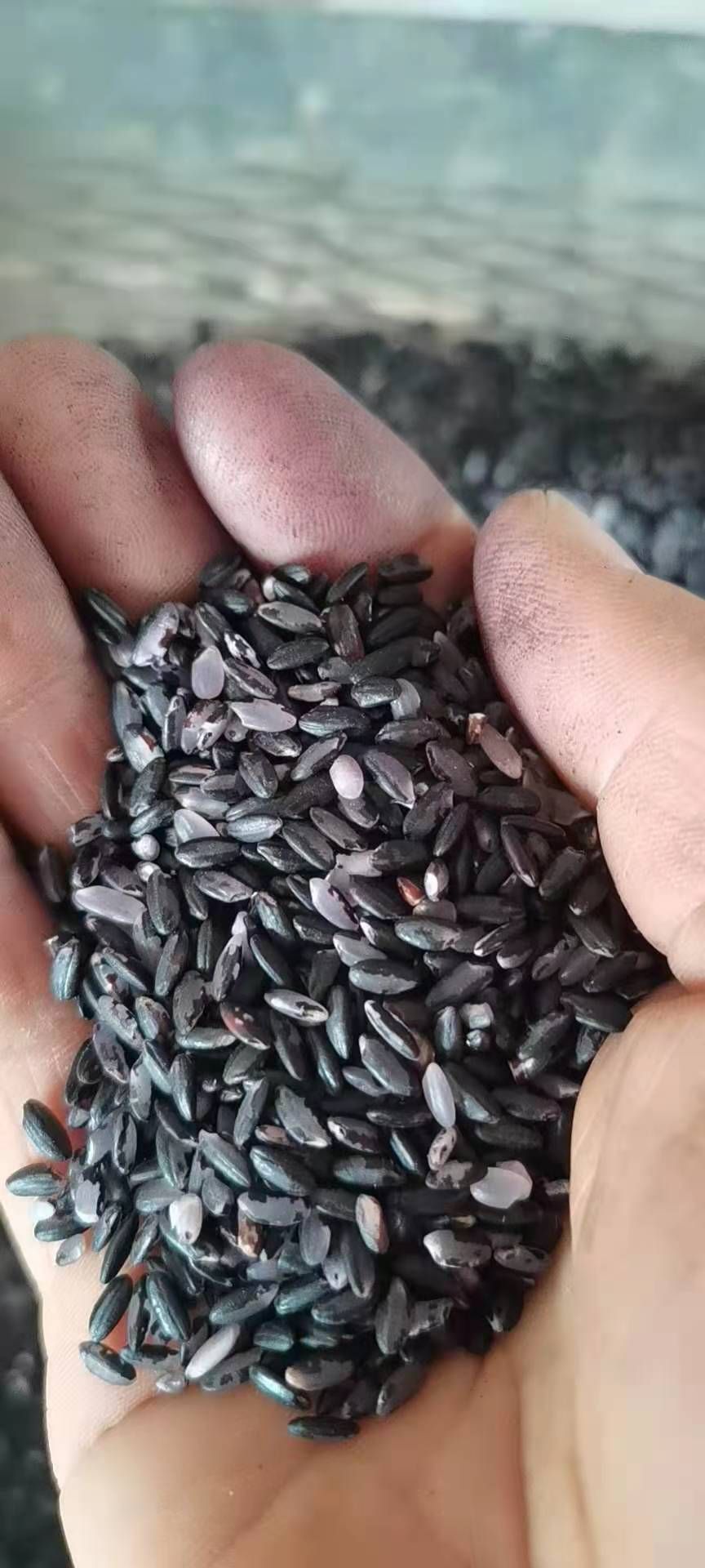农家黑米，自产自销
