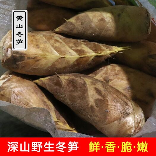 祁门县黄山市祁门县新鲜黄泥冬笋精品