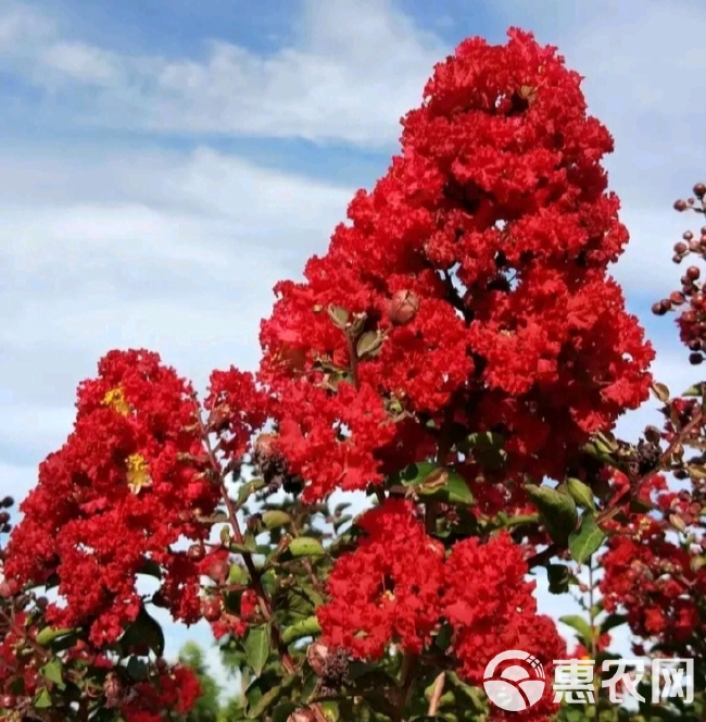 红花紫薇  红火箭紫薇苗【速生生长速度快】适合南北方种植成活