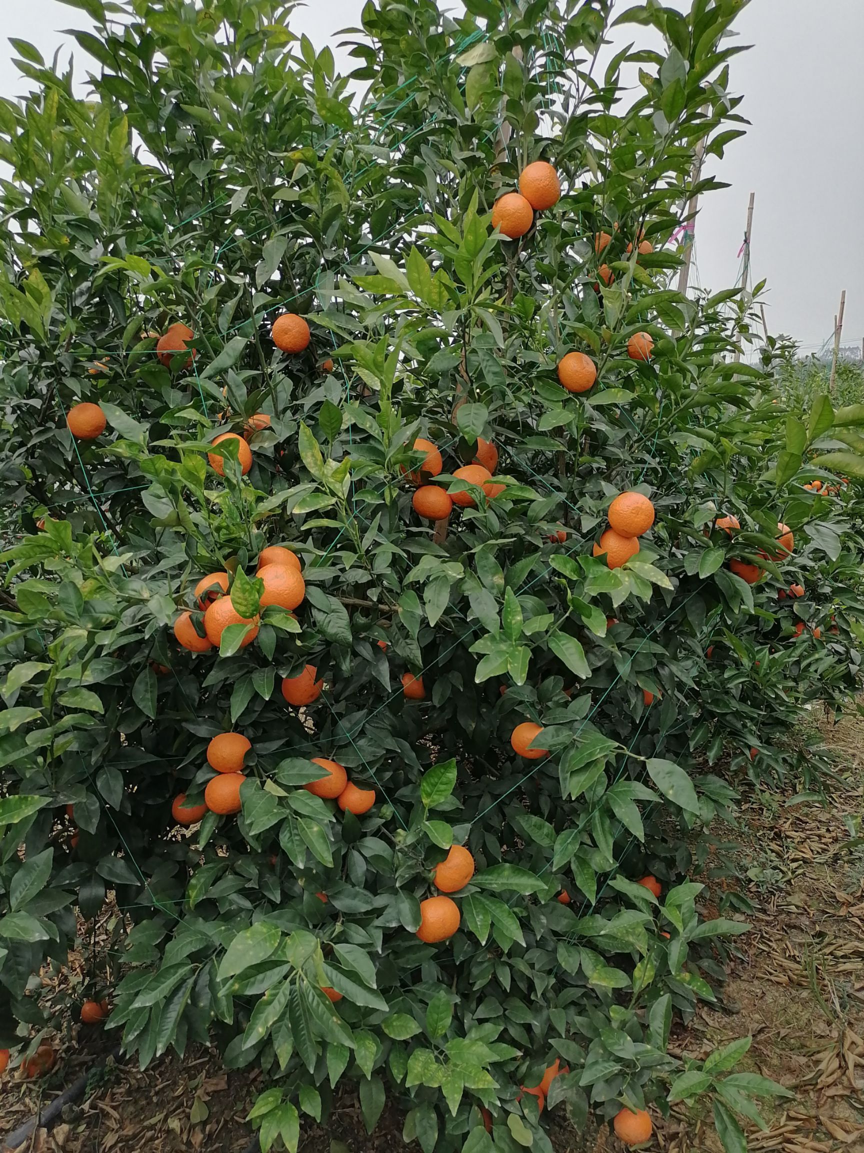 沃柑，老板欢迎来订大园