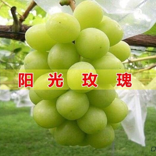 渭南 阳光玫瑰青提晴王葡萄无籽新鲜整箱2/3/4斤孕妇水果甜提子