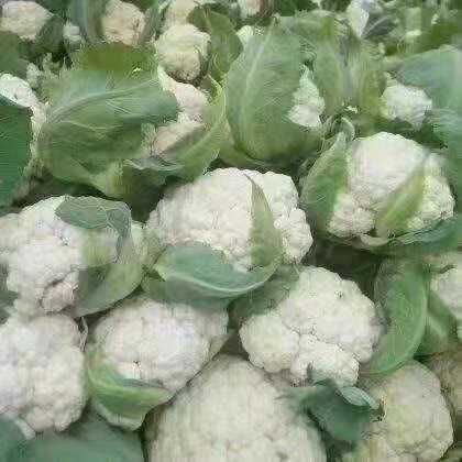 郯城县白花菜花-基地直供-货源充足-保证质量