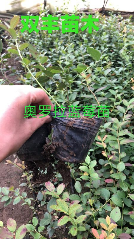 莱克西蓝莓苗  地栽蓝莓苗。营养钵蓝莓苗