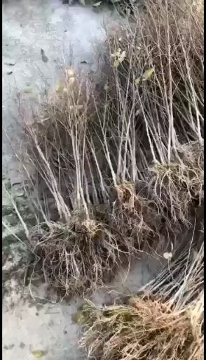 小叶榉树  榉树(红榉)