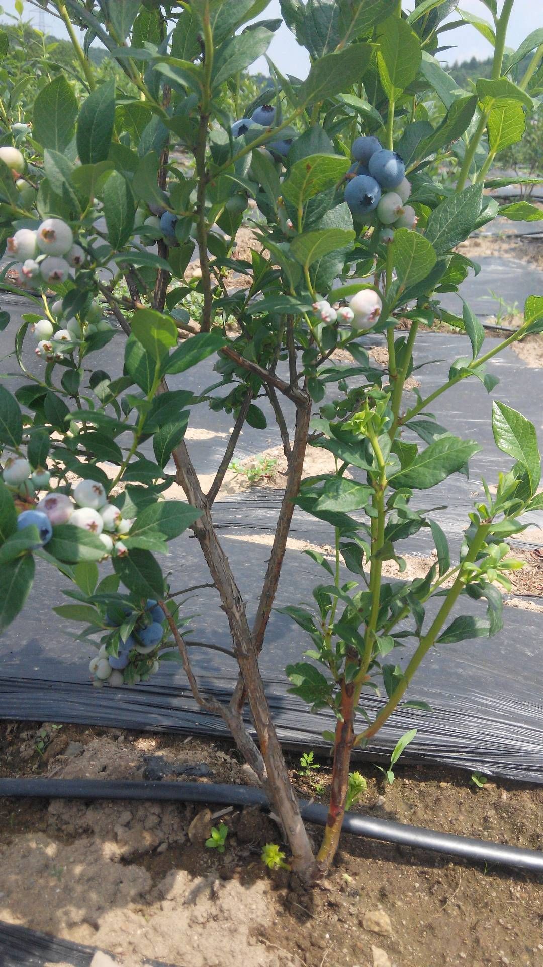 莱克西蓝莓苗  地栽蓝莓苗。营养钵蓝莓苗