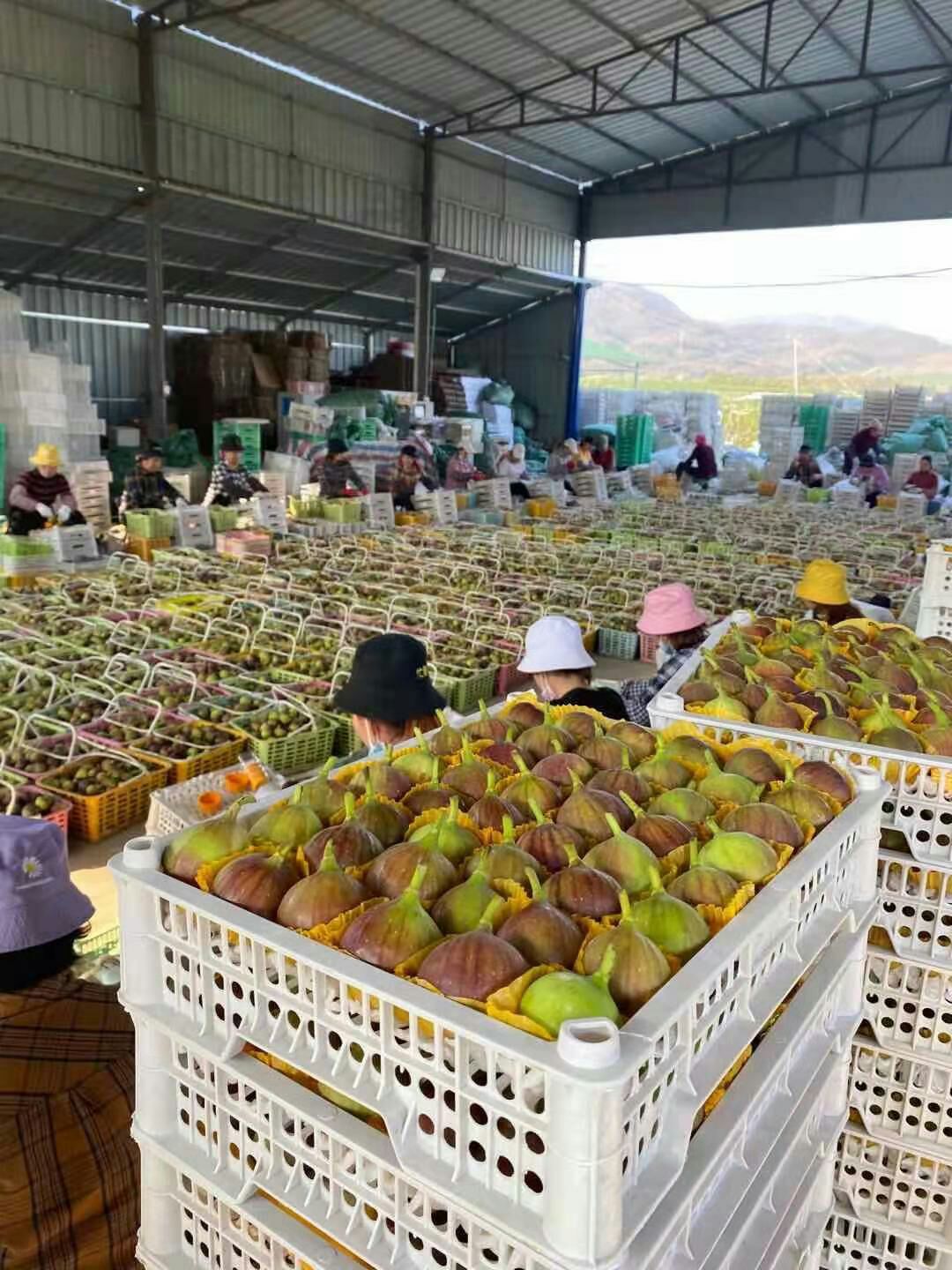 无花果全年供应 空运全国 当天到货量大陆运
