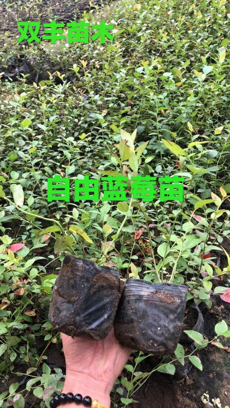 莱克西蓝莓苗  地栽蓝莓苗。营养钵蓝莓苗