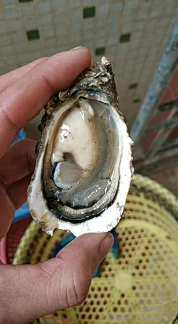 半壳生蚝 鲜活牡蛎蚝 海蛎子 广东生蚝 全国发货 全壳半壳